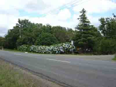 Hydrangeas