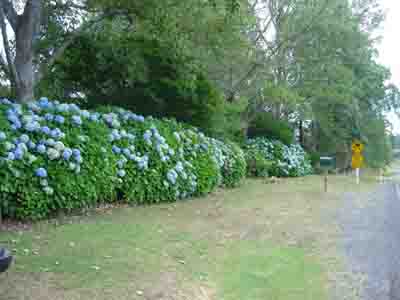 Hydrangeas