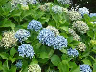 Hydrangeas