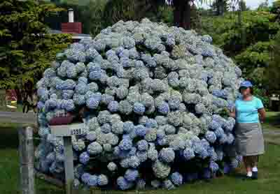 Hydrangeas