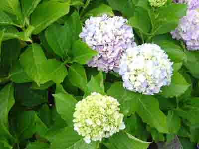 Hydrangeas