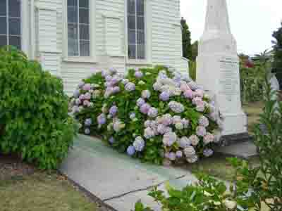 Hydrangeas