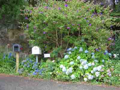 Hydrangeas