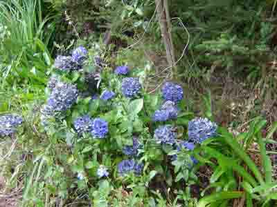 Hydrangeas
