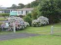 hydrangeaCoromandel