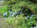 hydrangeaCoromandel