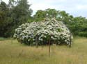 hydrangeaCoromandel