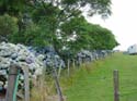 hydrangeaCoromandel