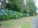 hydrangeaCoromandel