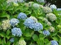 hydrangeaCoromandel_'Ayesha'