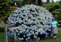 hydrangeaCoromandel_'Monstrosa'