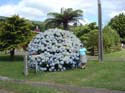 hydrangeaCoromandel_'Monstrosa'