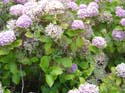 hydrangeaPaihia