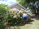 hydrangeaPaihia_MK