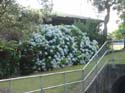 hydrangeaRed