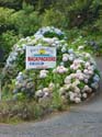 hydrangeaRussell_Backpacker