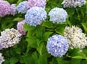 hydrangeaRussell_Church