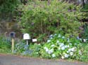 hydrangeaRussell_Roadside