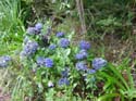 hydrangeaRussell_Roadside