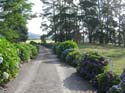 hydrangeaWaihi_Home
