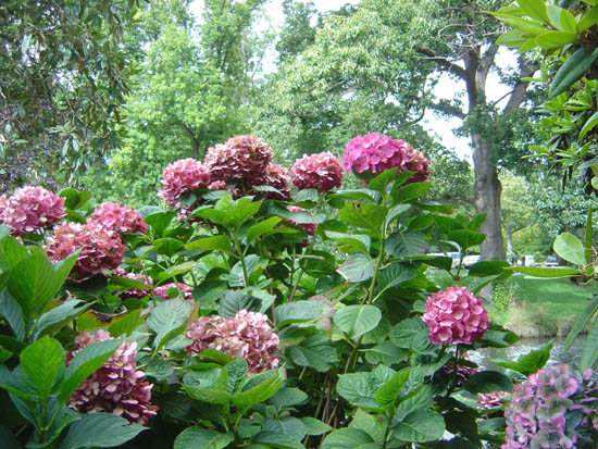 Photos of Hydrangeas