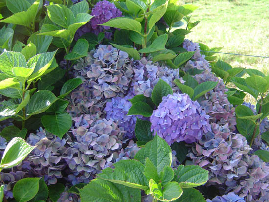 Photos of Hydrangeas
