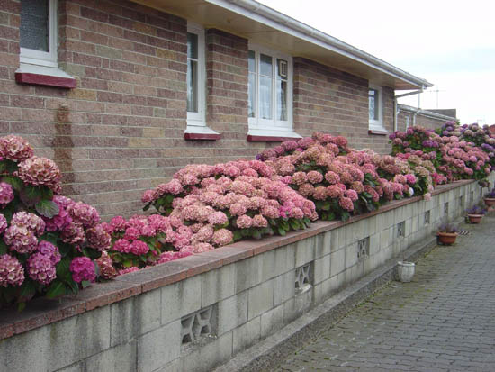 Photos of Hydrangeas