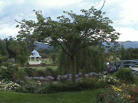 Photos of Hydrangeas