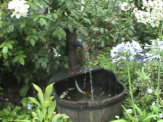 Photos of Hydrangeas