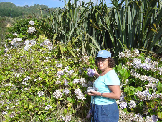 Photos of Hydrangeas