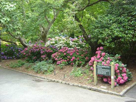 Photos of Hydrangeas