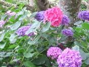 hydrangeaColor_Range
