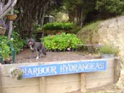 hydrangeaHarbour_Hydrangeas