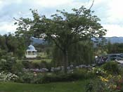 hydrangeaHortensia_House1