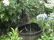 hydrangeaHortensia_House5