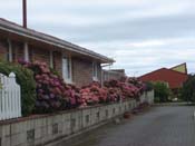 hydrangeaOamaru_Roadside1