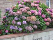hydrangeaOamaru_Roadside3
