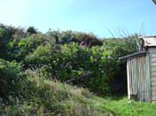 hydrangeaPaparoa_Bach