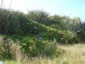 hydrangeaPaparoa_Bach1