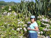 hydrangeaPaparoa_Roadside2