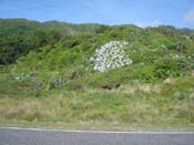 hydrangeaPaparoa_Roadside5