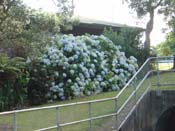 hydrangeaRed_Beach
