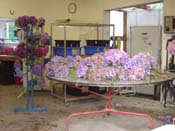 hydrangeaSorting_Table_