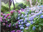 hydrangeaWellington_Bot_Garden