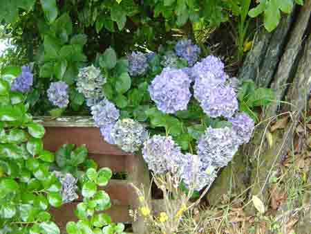 Photos of Hydrangeas