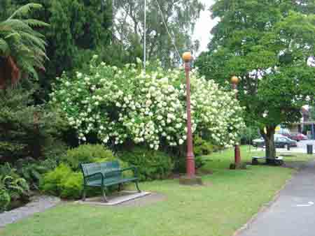 Photos of Hydrangeas