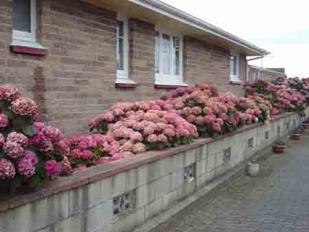 Photos of Hydrangeas