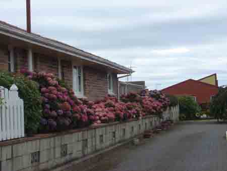 Photos of Hydrangeas