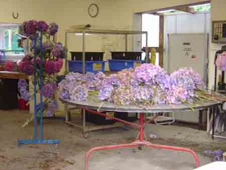 Photos of Hydrangeas