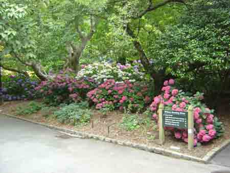 Photos of Hydrangeas